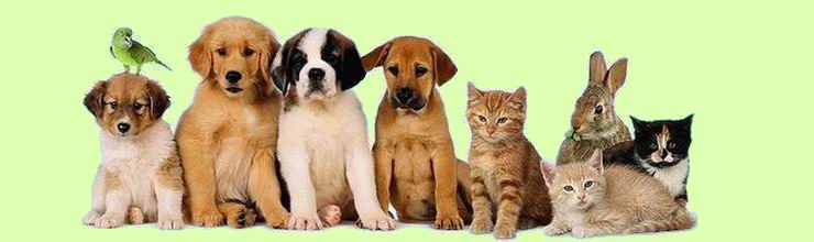 Картинки по запросу ветеринарная помощь